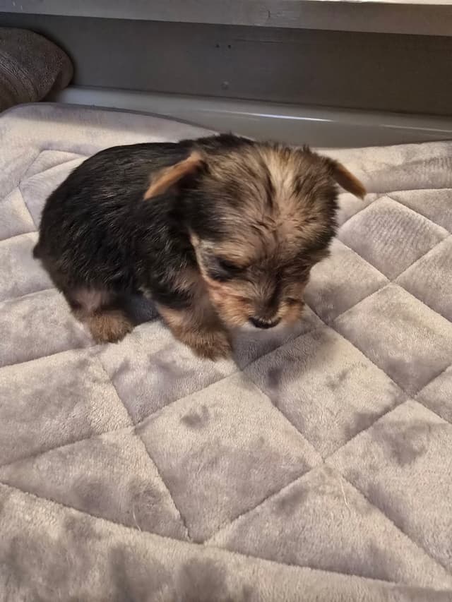 Yorkshire Terrier Puppies media 13