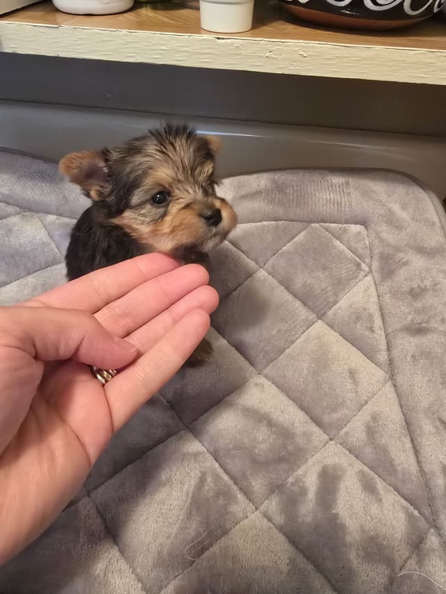 Yorkshire Terrier Puppies media 14