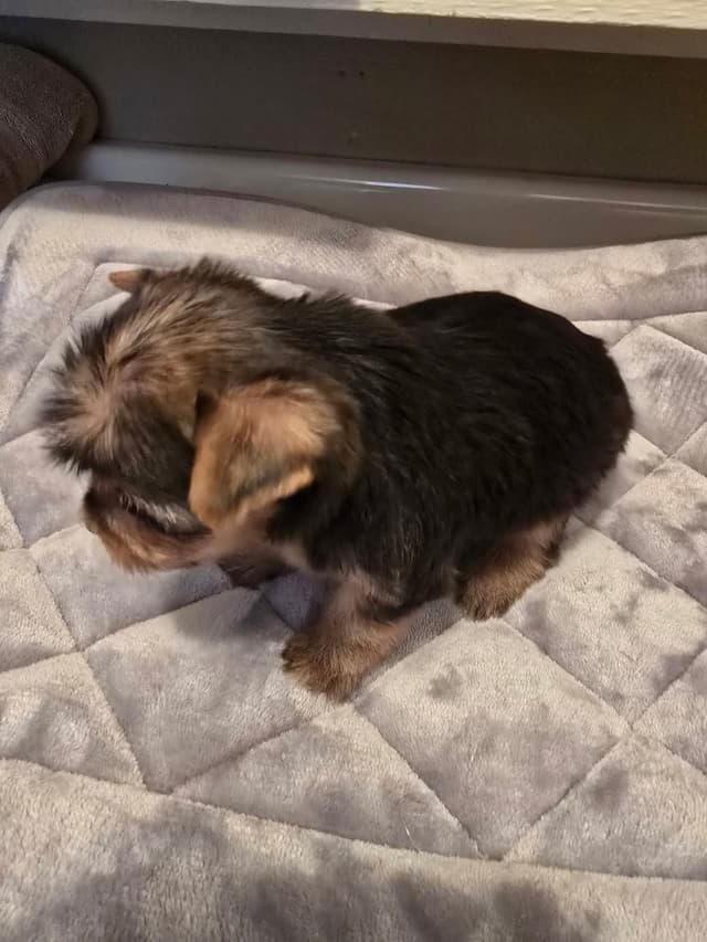 Yorkshire Terrier Puppies media 15