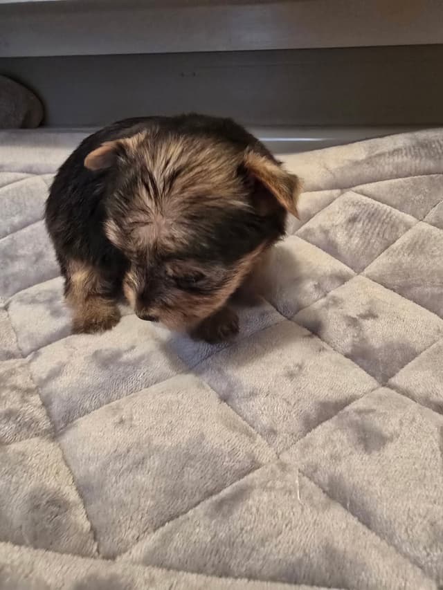 Yorkshire Terrier Puppies media 16
