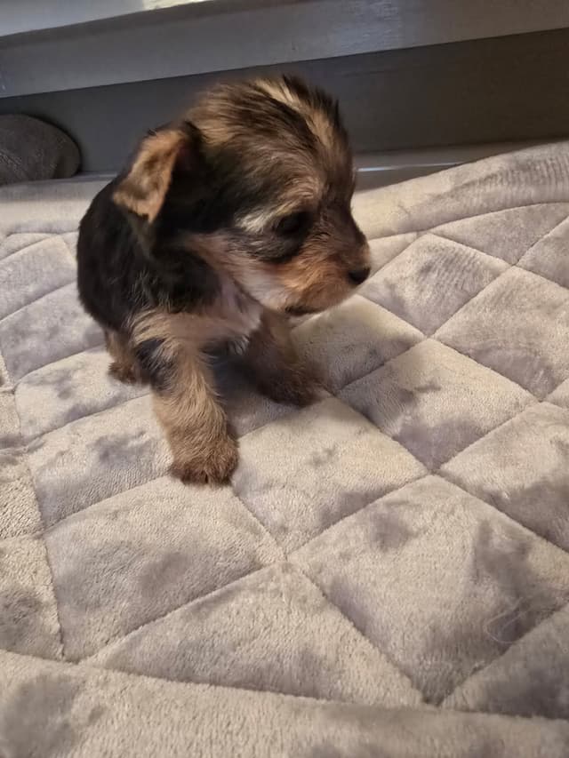 Yorkshire Terrier Puppies media 17
