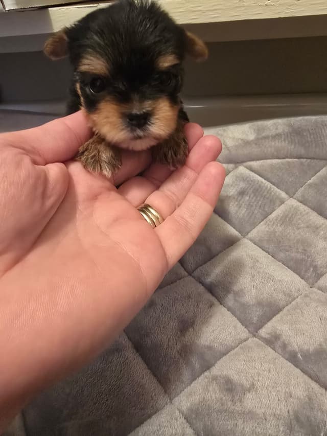 Yorkshire Terrier Puppies media 19