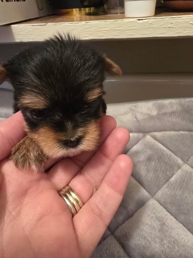 Yorkshire Terrier Puppies media 20