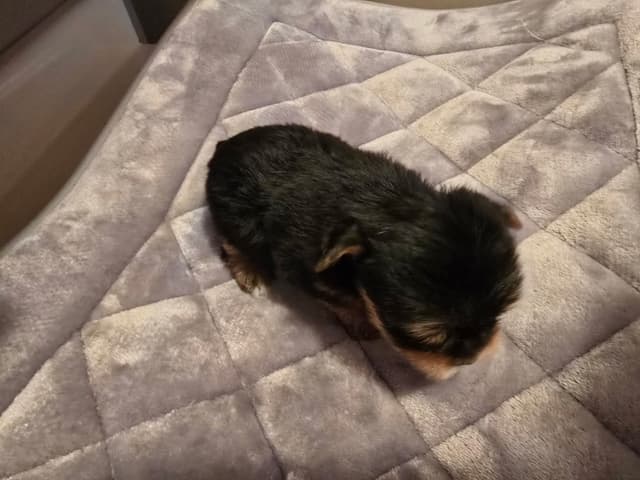 Yorkshire Terrier Puppies media 21