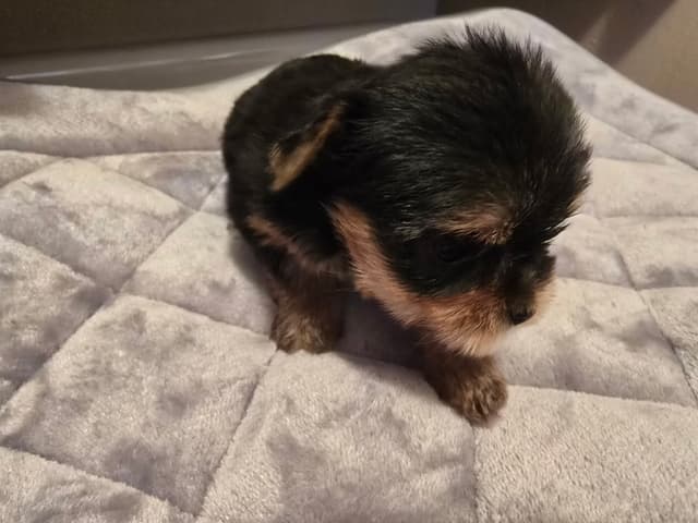 Yorkshire Terrier Puppies media 22