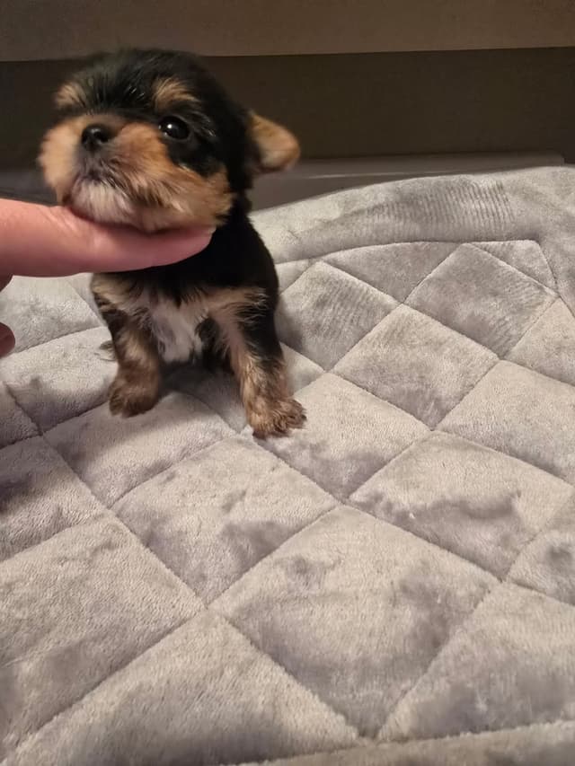 Yorkshire Terrier Puppies media 23