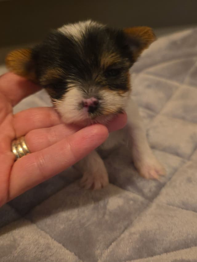 Yorkshire Terrier Puppies media 24