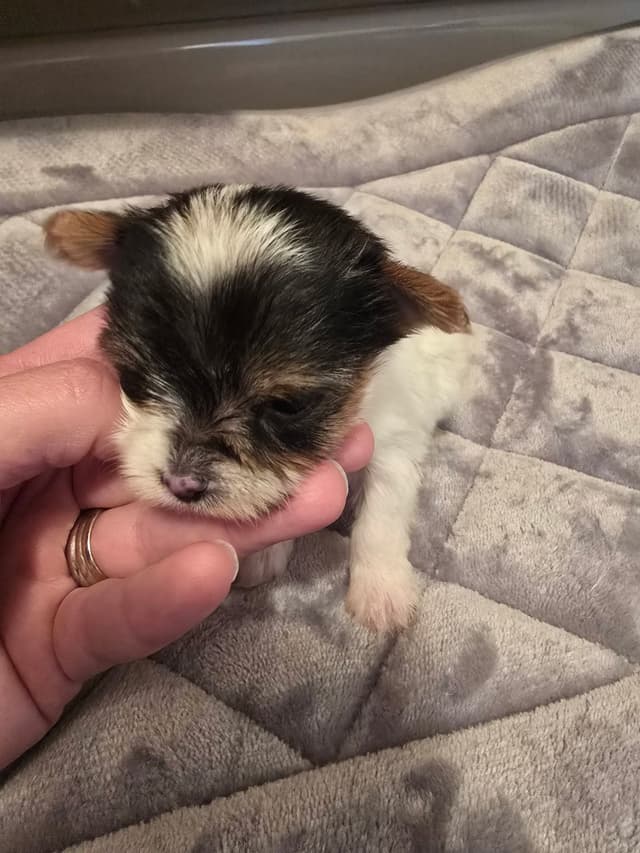 Yorkshire Terrier Puppies media 25