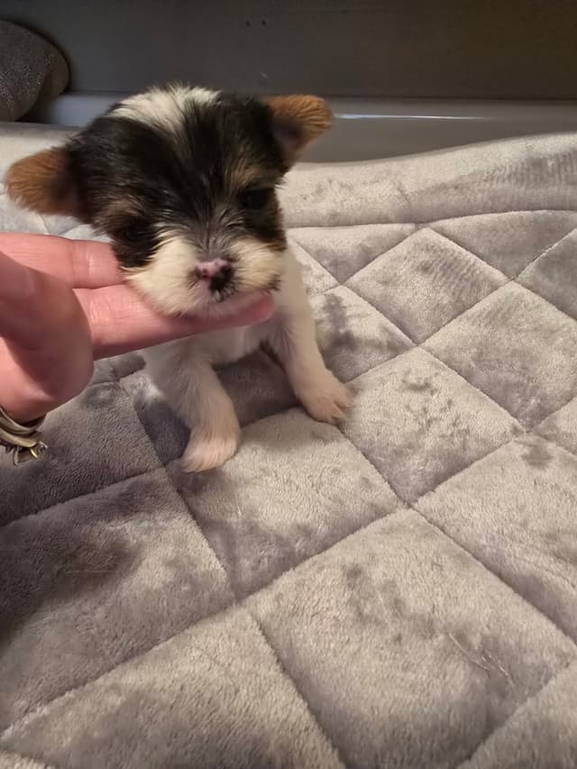 Yorkshire Terrier Puppies media 30