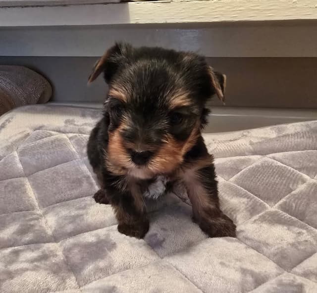 Yorkshire Terrier Puppies media 27
