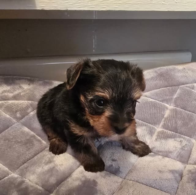 Yorkshire Terrier Puppies media 28