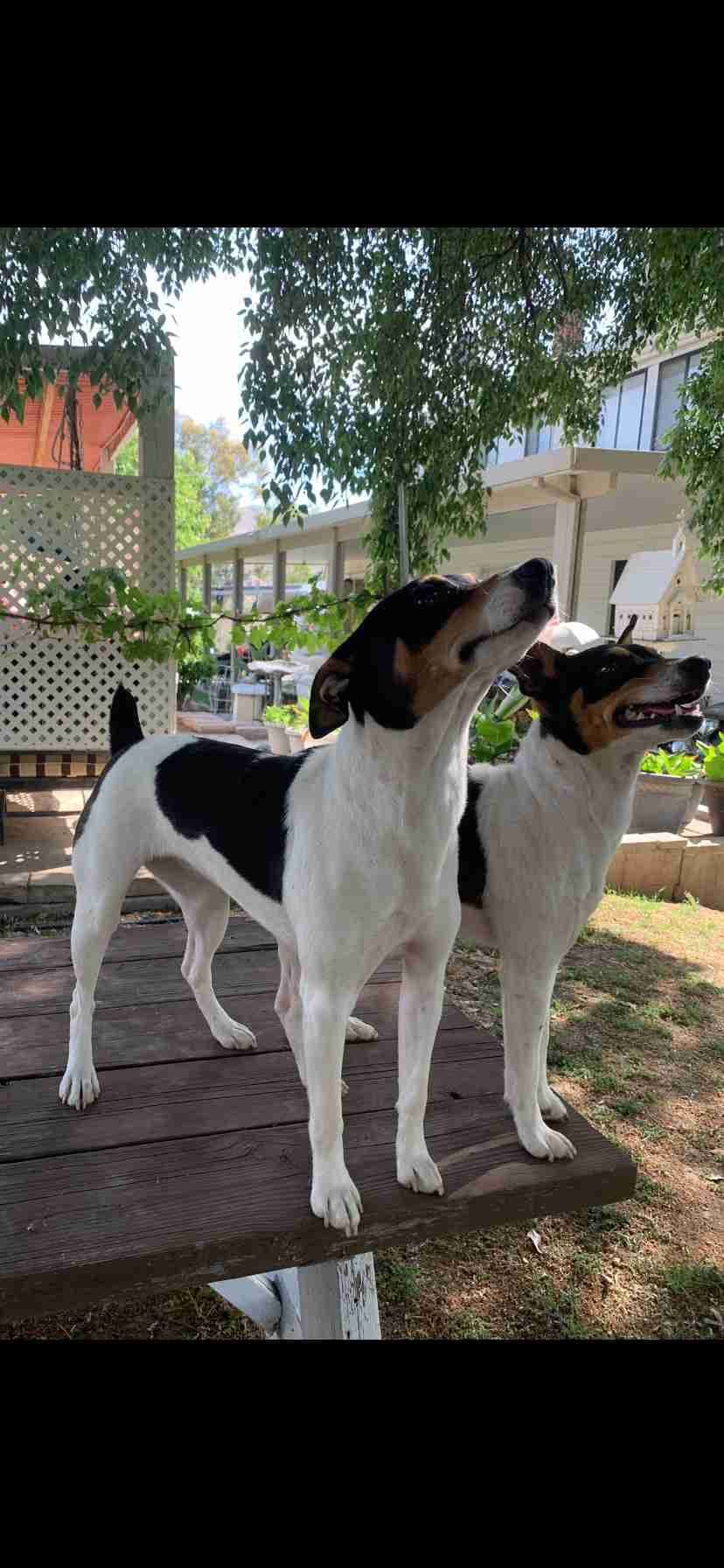 Rat Terrier Puppies breeder image 8