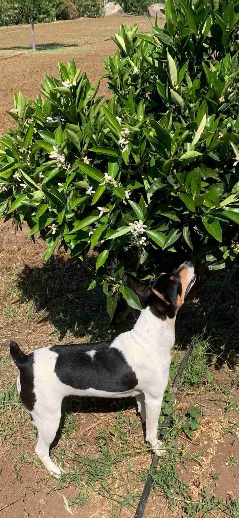 Rat Terrier Puppies breeder image 9