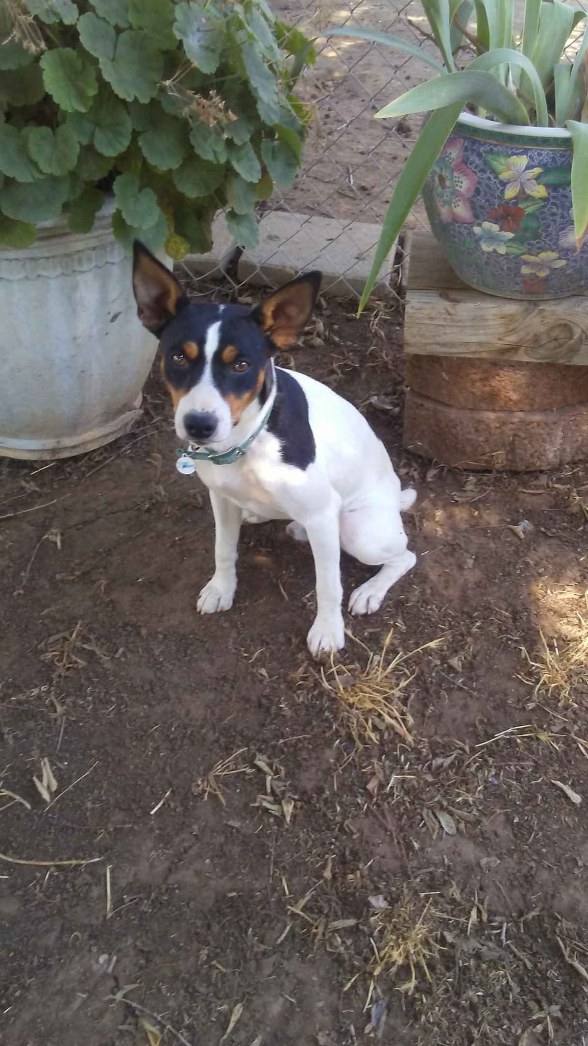 Rat Terrier Puppies breeder image 12