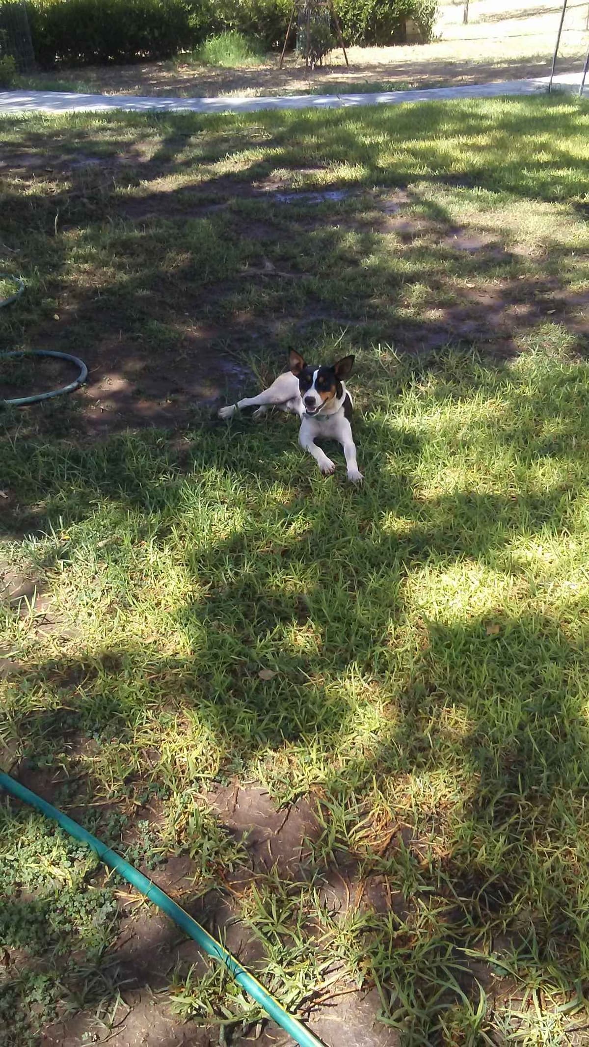 Rat Terrier Puppies breeder image 13