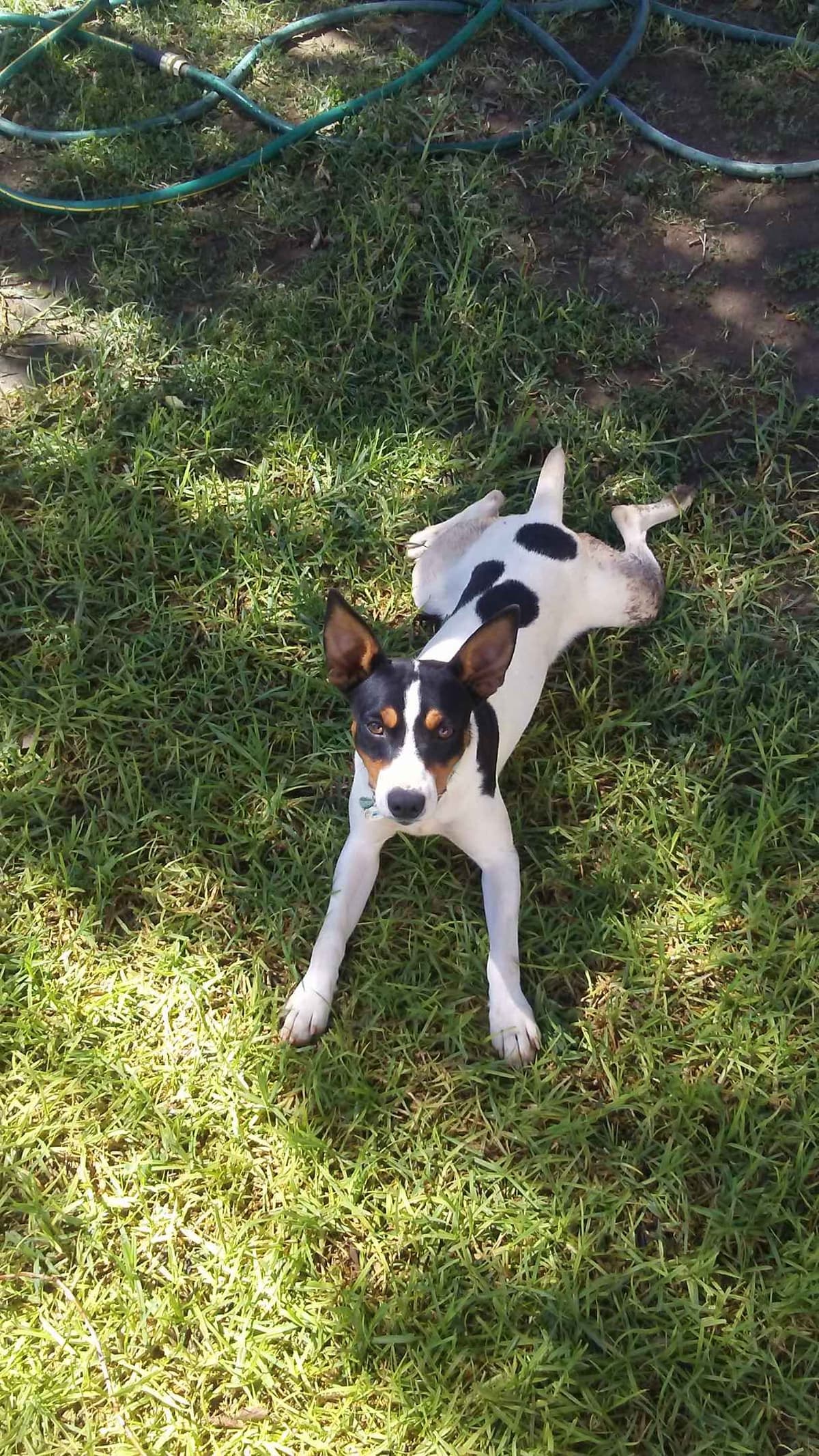 Rat Terrier Puppies breeder image 15