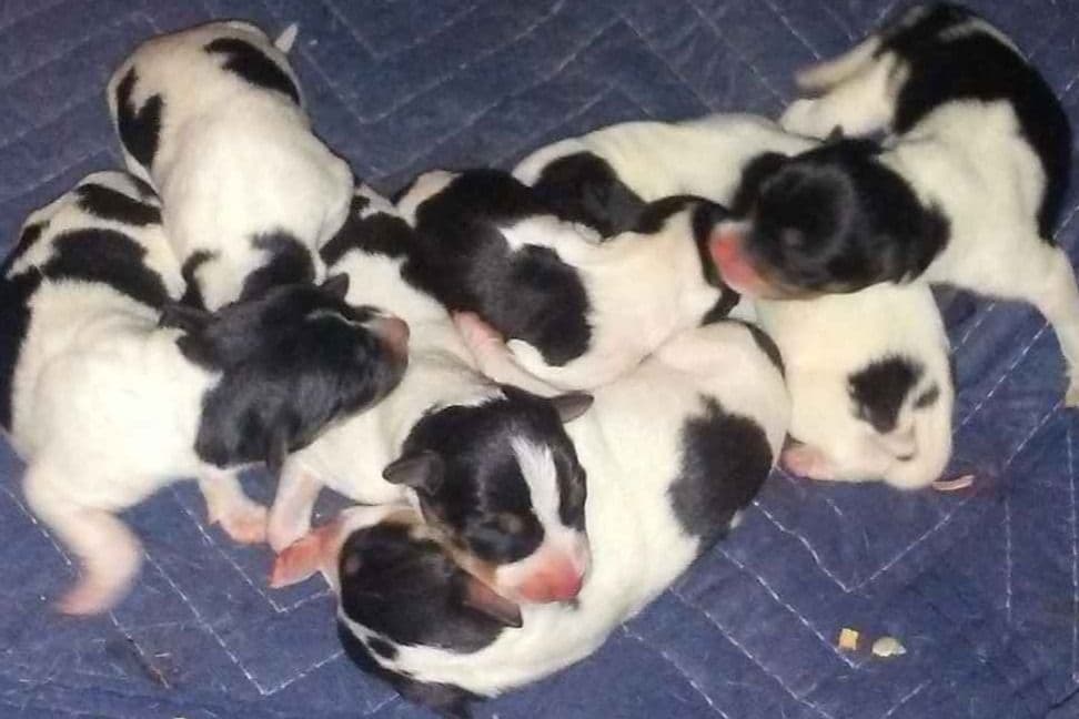 Rat Terrier Puppies breeder image 1