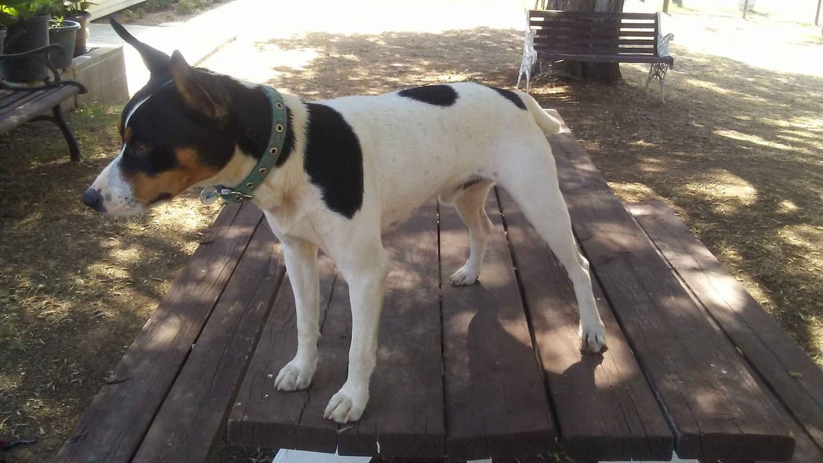 Rat Terrier Puppies breeder image 14