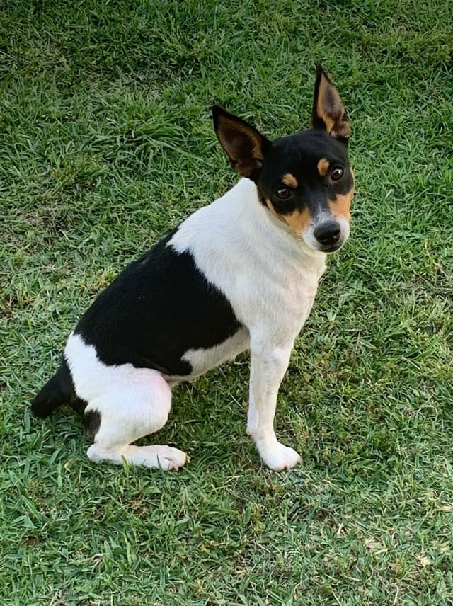 Rat Terrier Puppies media 7