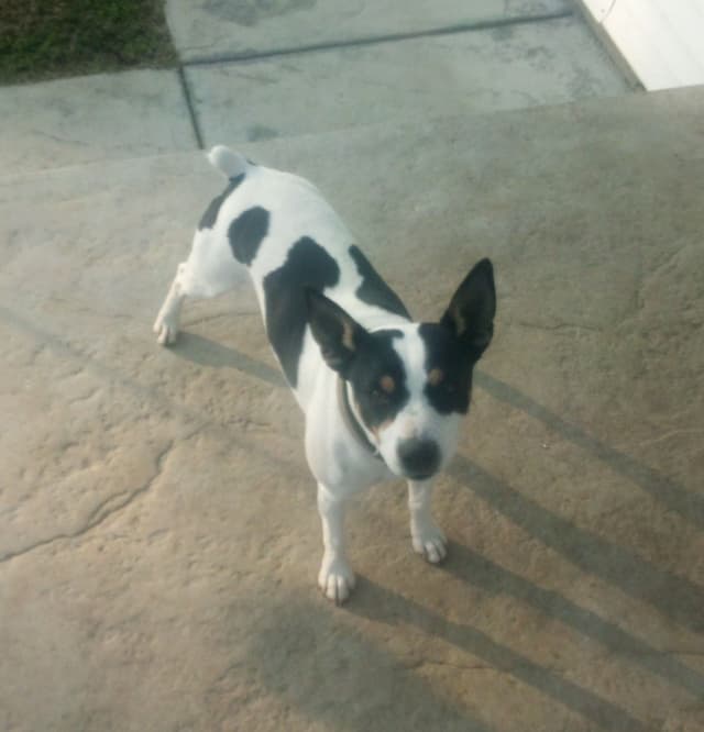 Rat Terrier Puppies media 6
