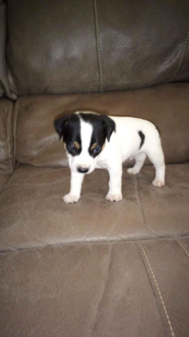 Rat Terrier Puppies media 4