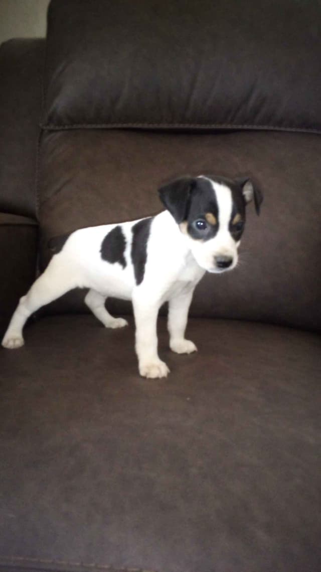 Rat Terrier Puppies media 5