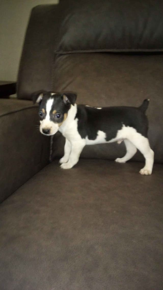 Rat Terrier Puppies media 2