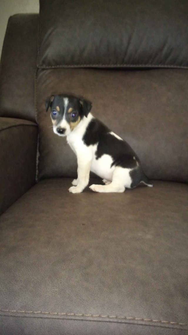 Rat Terrier Puppies media 3