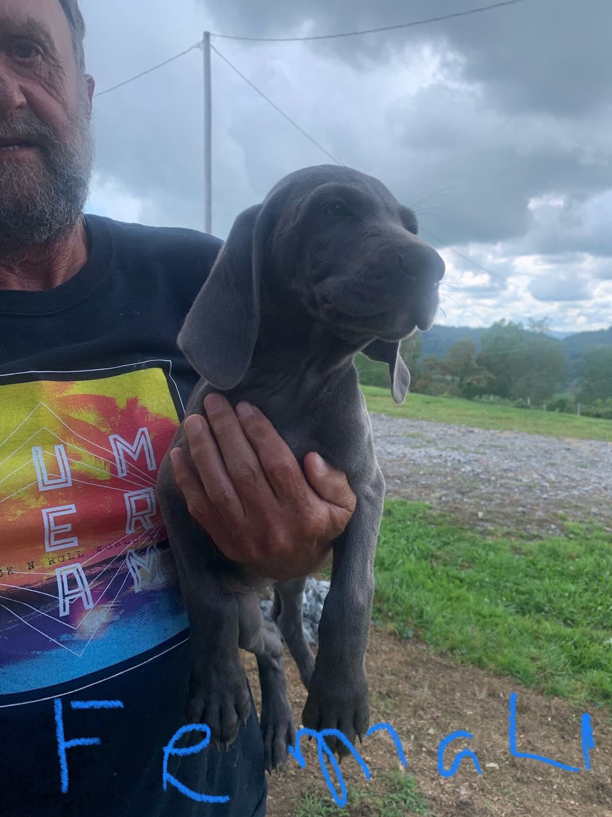 Weimaraner Puppies breeder image 3
