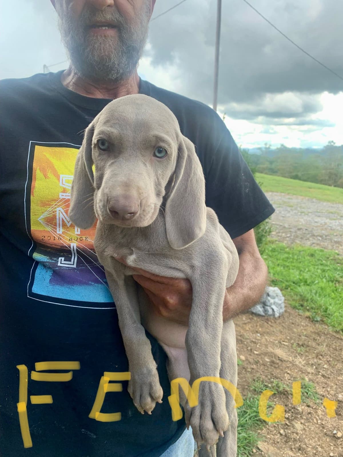 Weimaraner Puppies breeder image 1