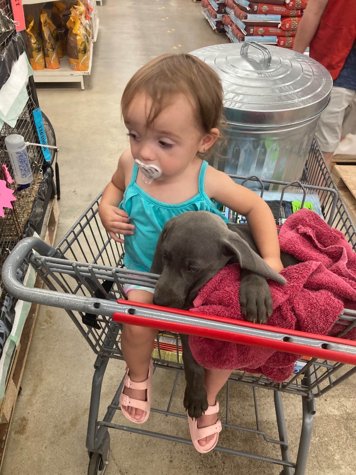 Weimaraner Puppies breeder image 4