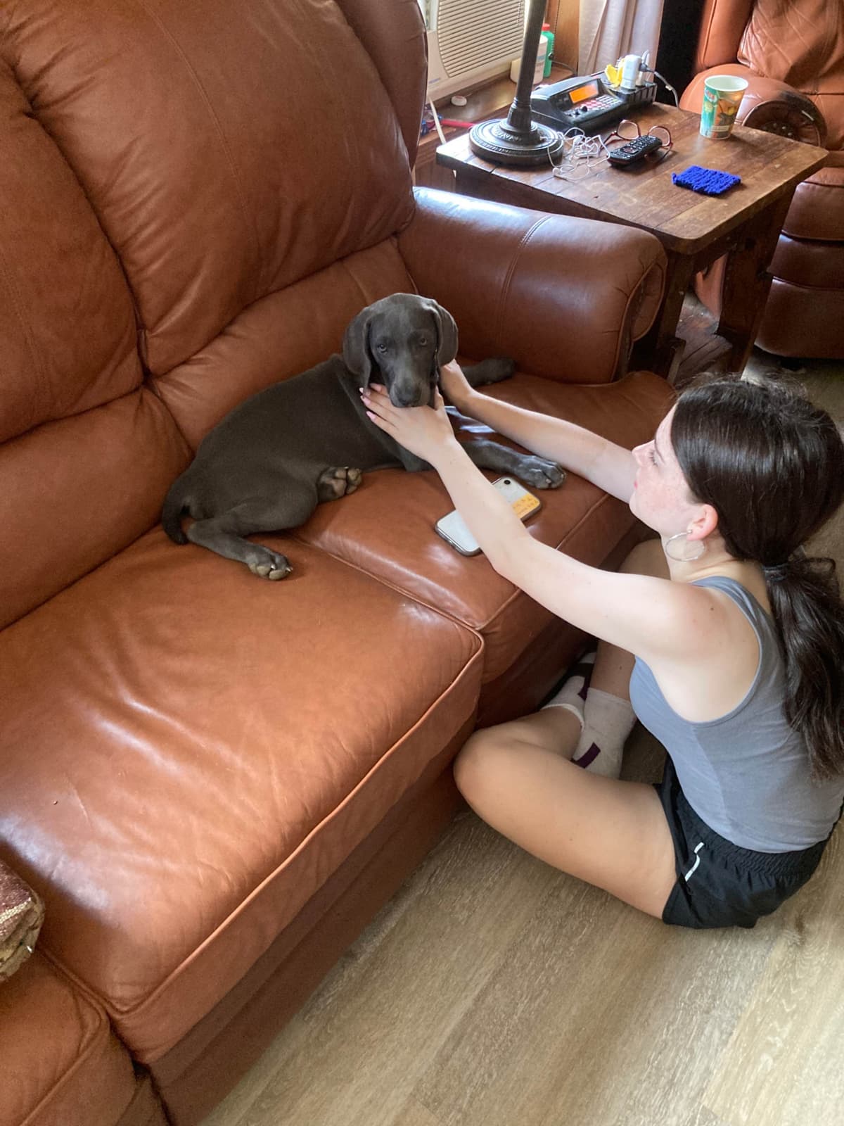 Weimaraner Puppies breeder image 6