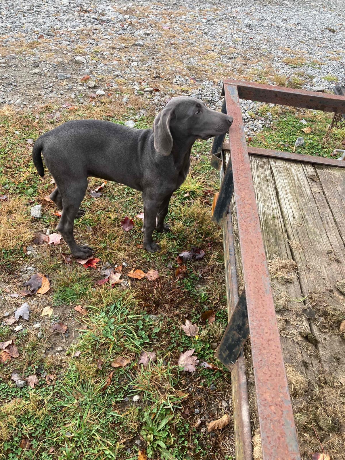 Weimaraner Puppies breeder image 7