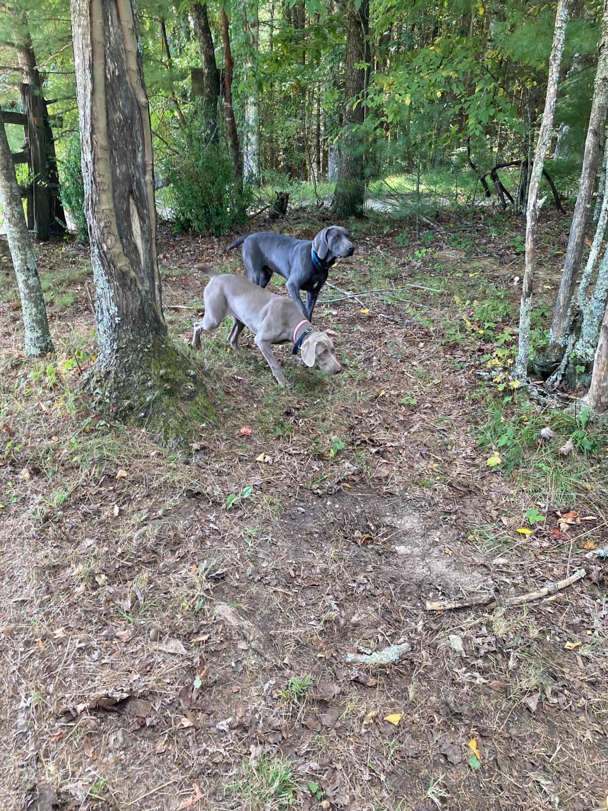 Weimaraner Puppies breeder image 11