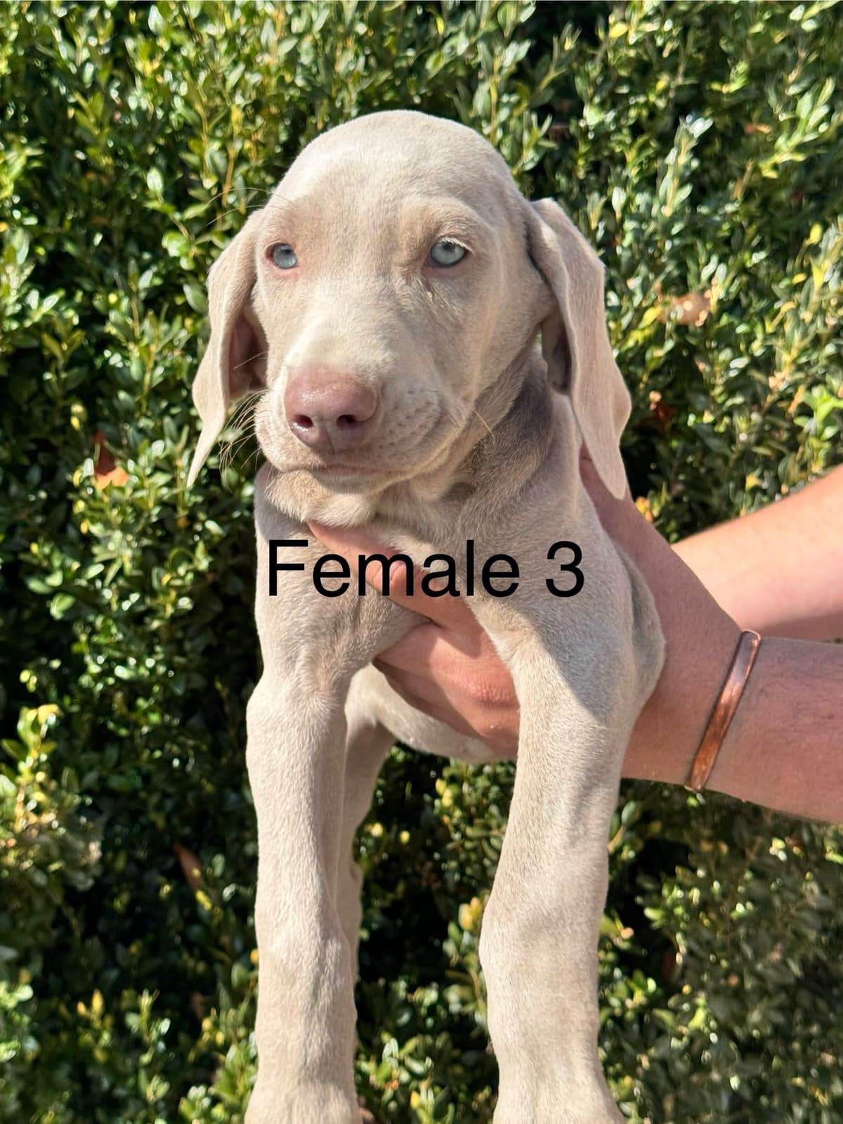 Weimaraner Puppies breeder image 12