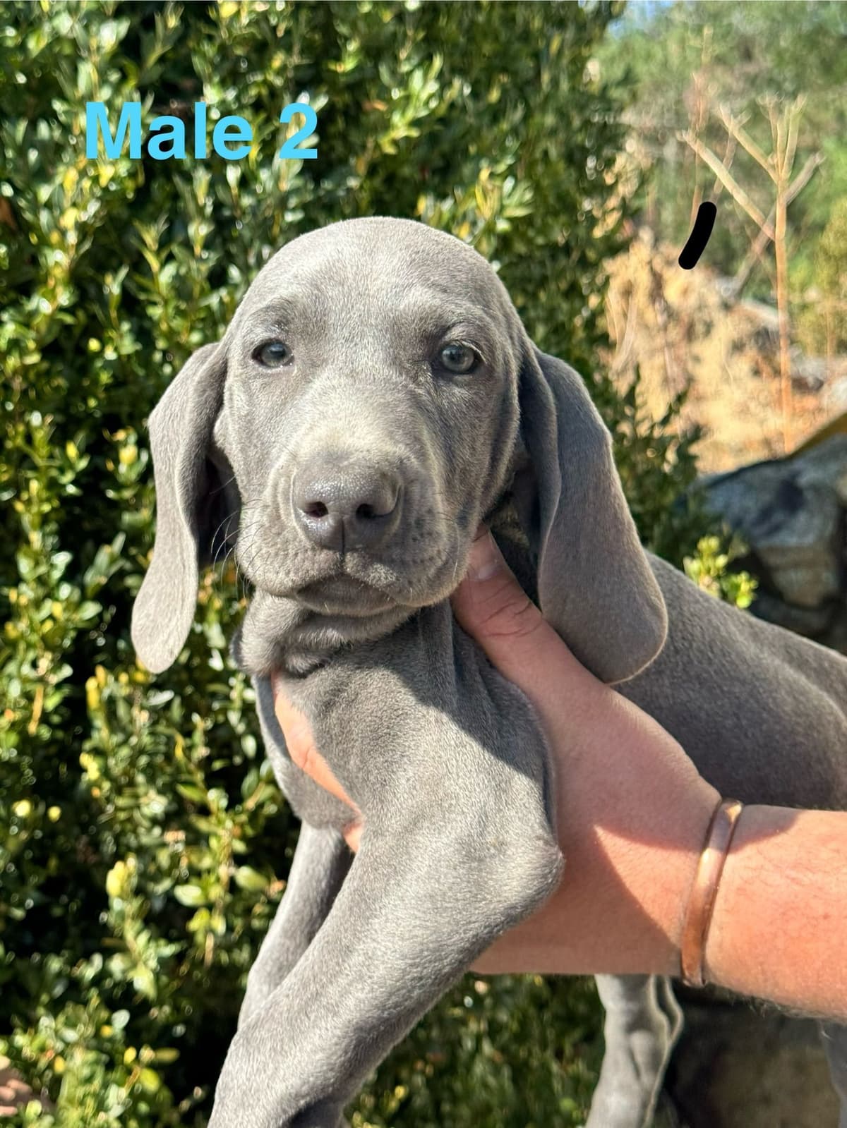 Weimaraner Puppies breeder image 13