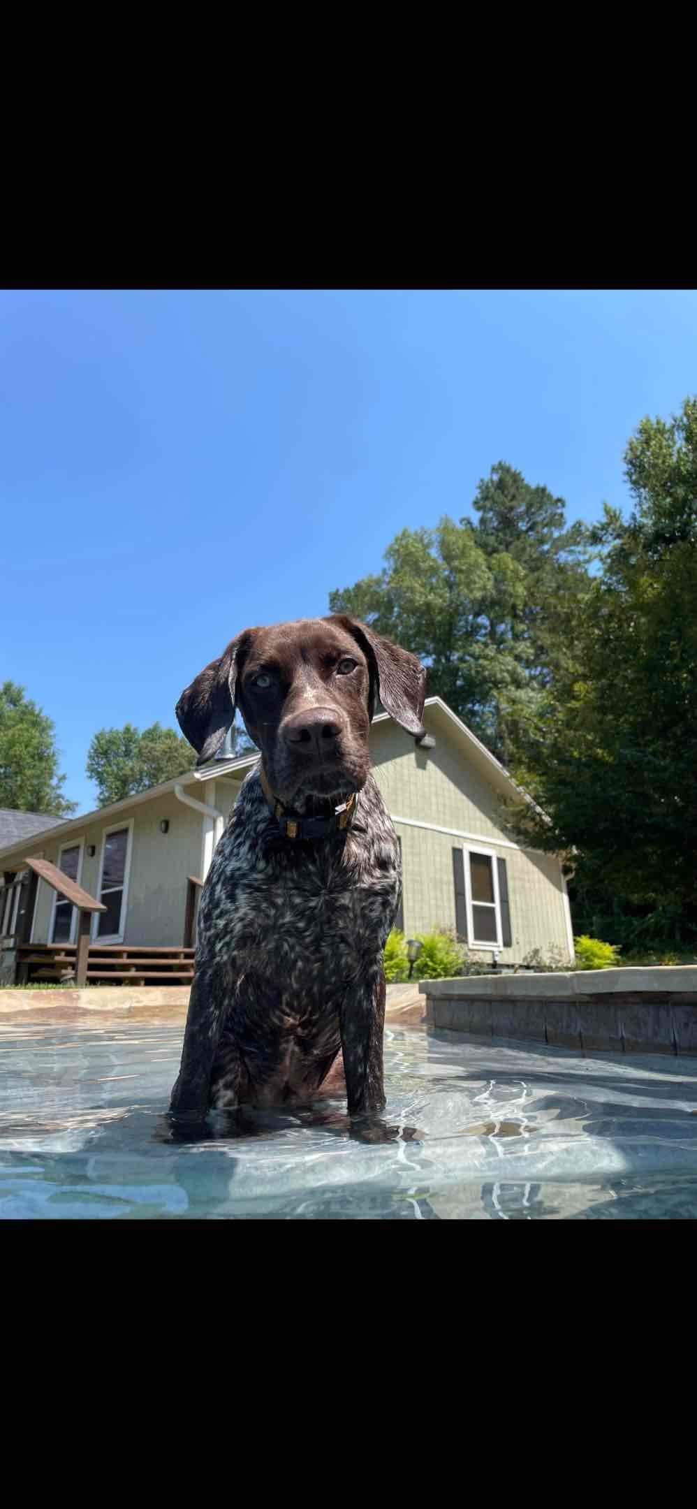 German Shorthaired Pointer Puppies breeder image 2
