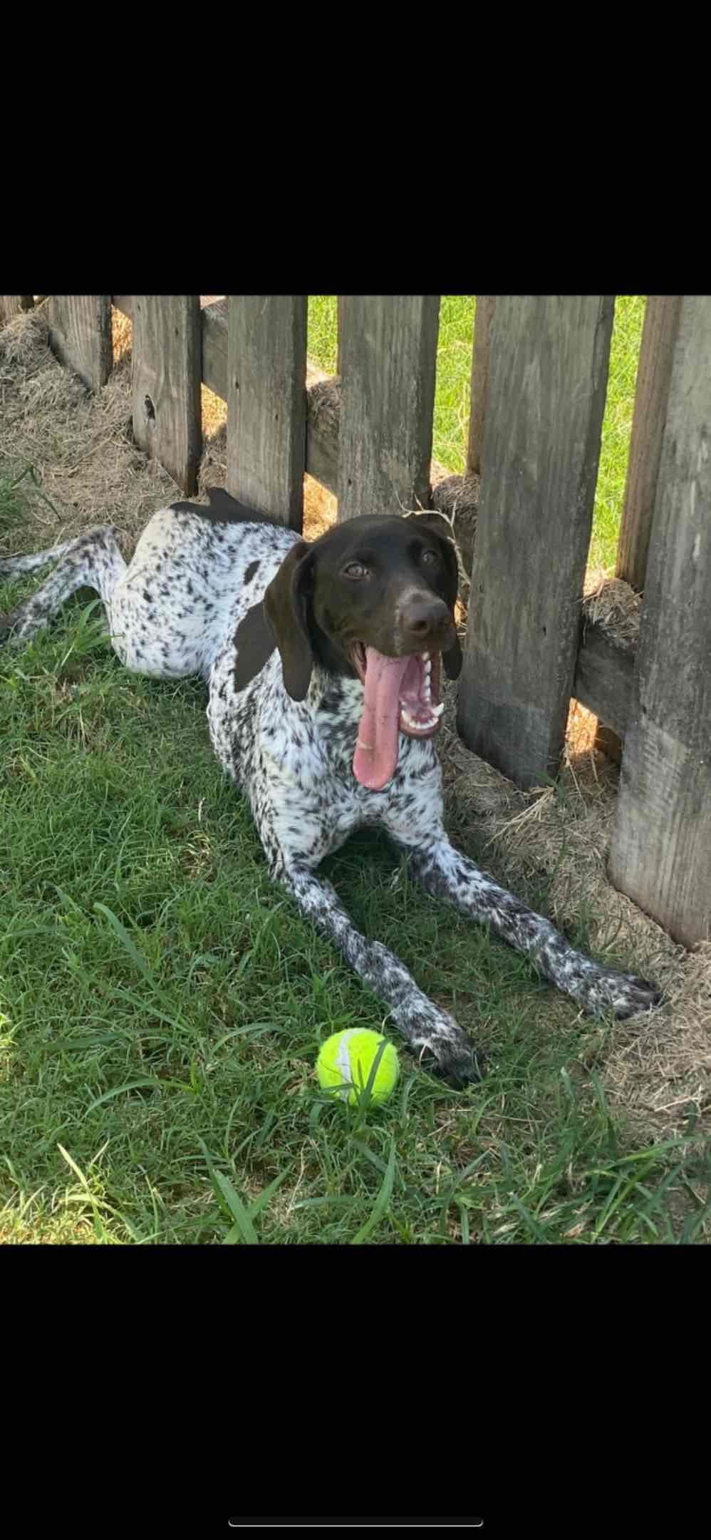 German Shorthaired Pointer Puppies breeder image 4