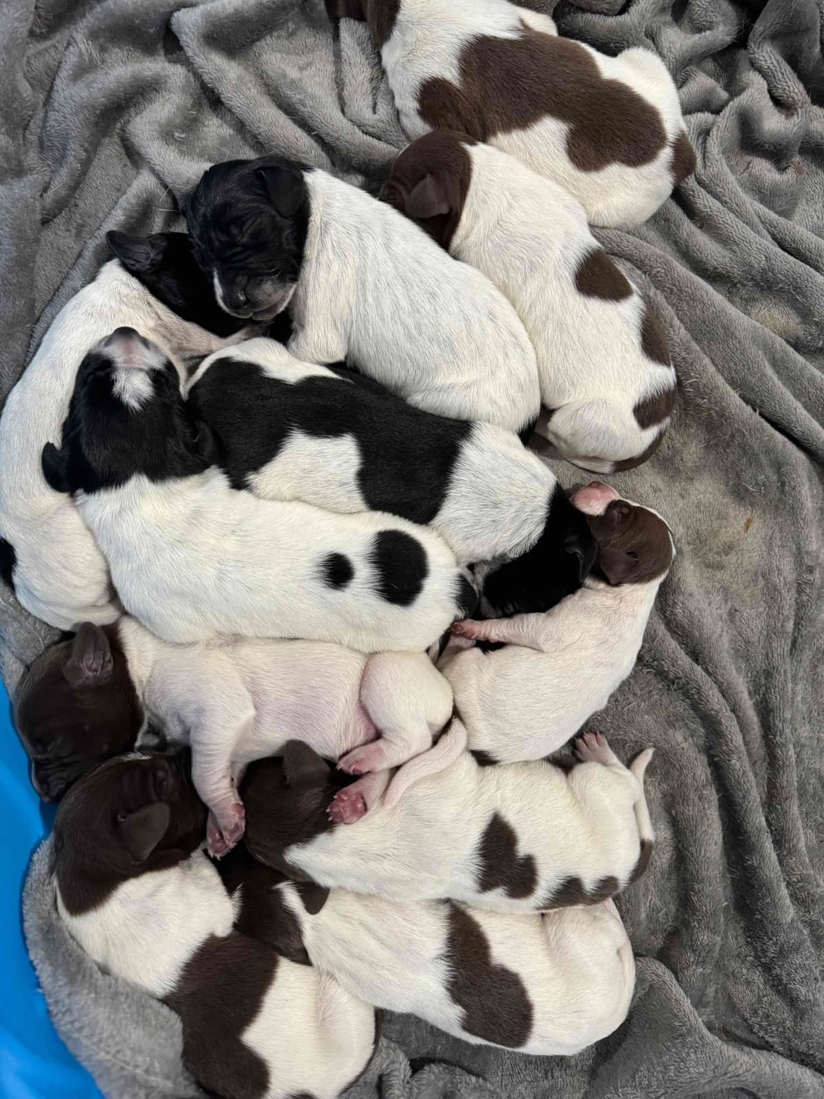 German Shorthaired Pointer Puppies breeder image 9