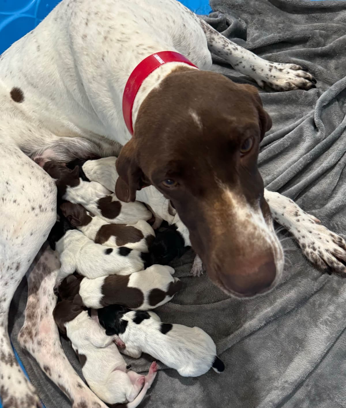 German Shorthaired Pointer Puppies breeder image 10