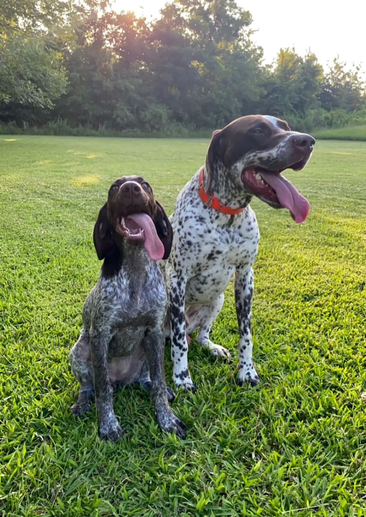 German Shorthaired Pointer Puppies breeder image 13
