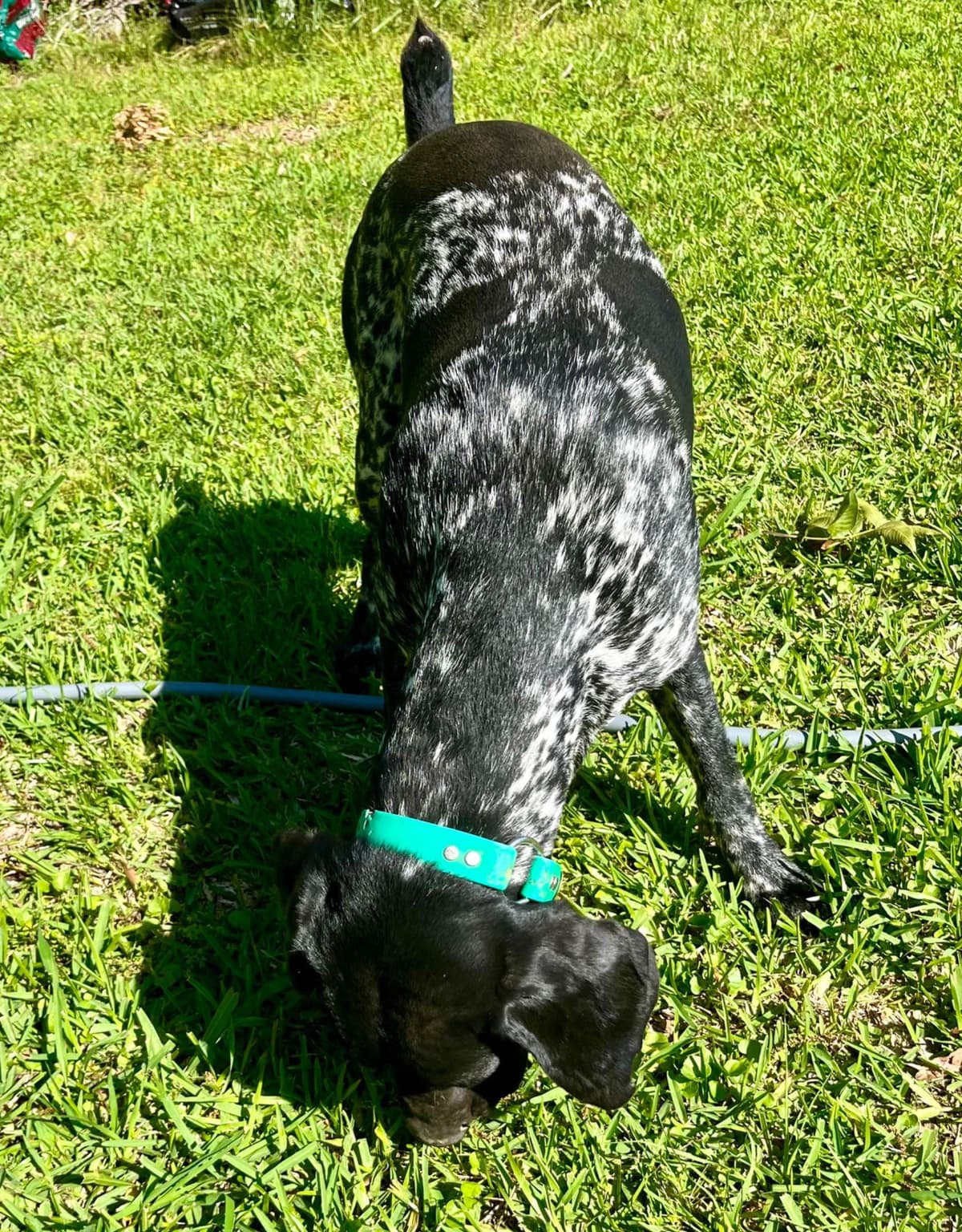 German Shorthaired Pointer Puppies breeder image 14