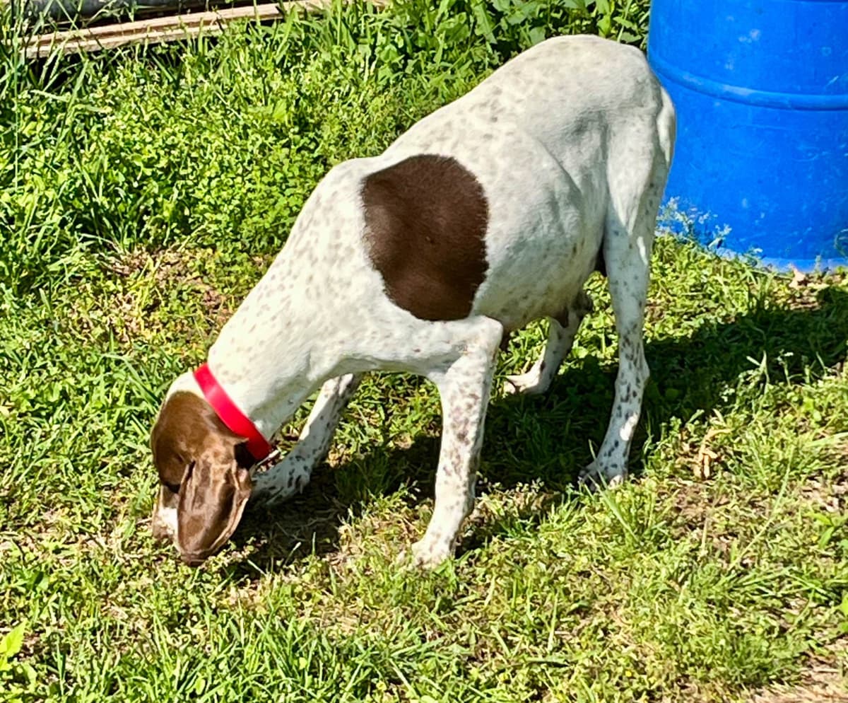 German Shorthaired Pointer Puppies breeder image 6