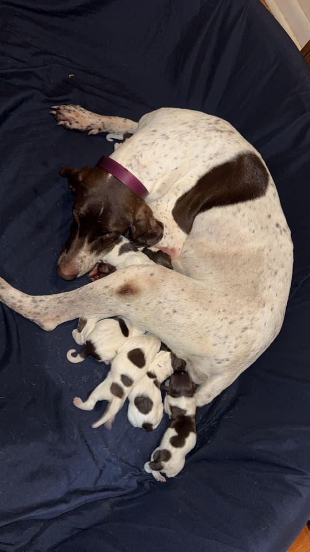 German Shorthaired Pointer Puppies media 13