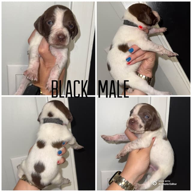 German Shorthaired Pointer Puppies media 10