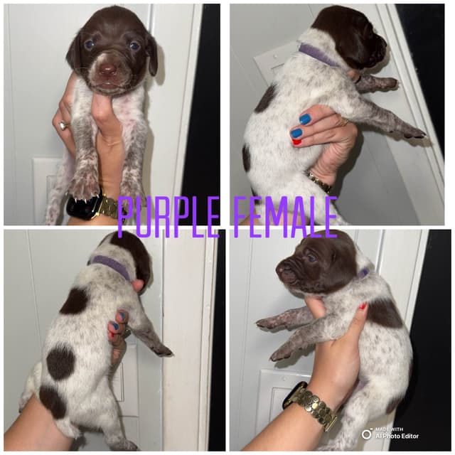 German Shorthaired Pointer Puppies media 3