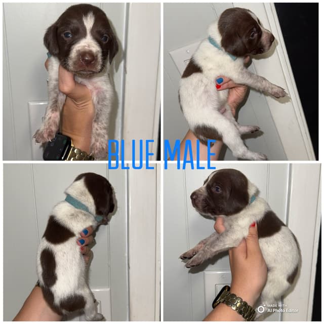 German Shorthaired Pointer Puppies media 9