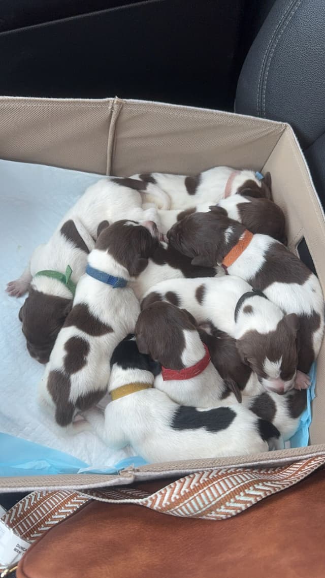 German Shorthaired Pointer Puppies media 12