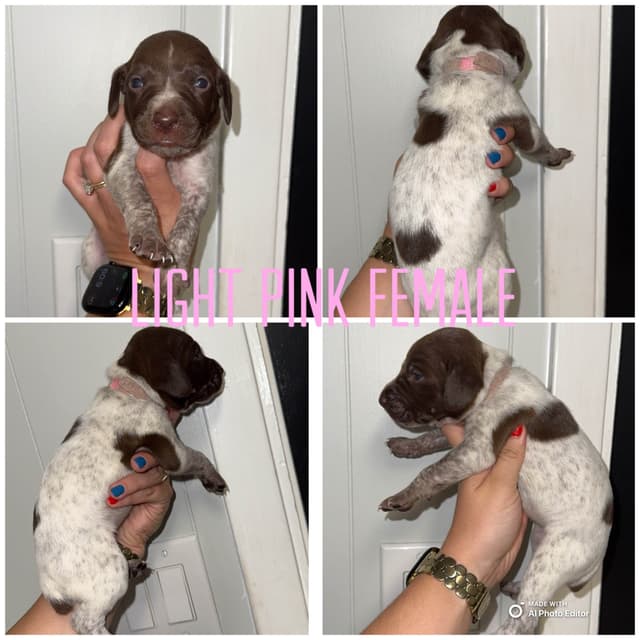 German Shorthaired Pointer Puppies media 2