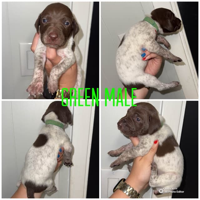 German Shorthaired Pointer Puppies media 6